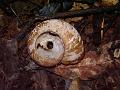 Abandoned snail shell, Binna Burra IMGP1501